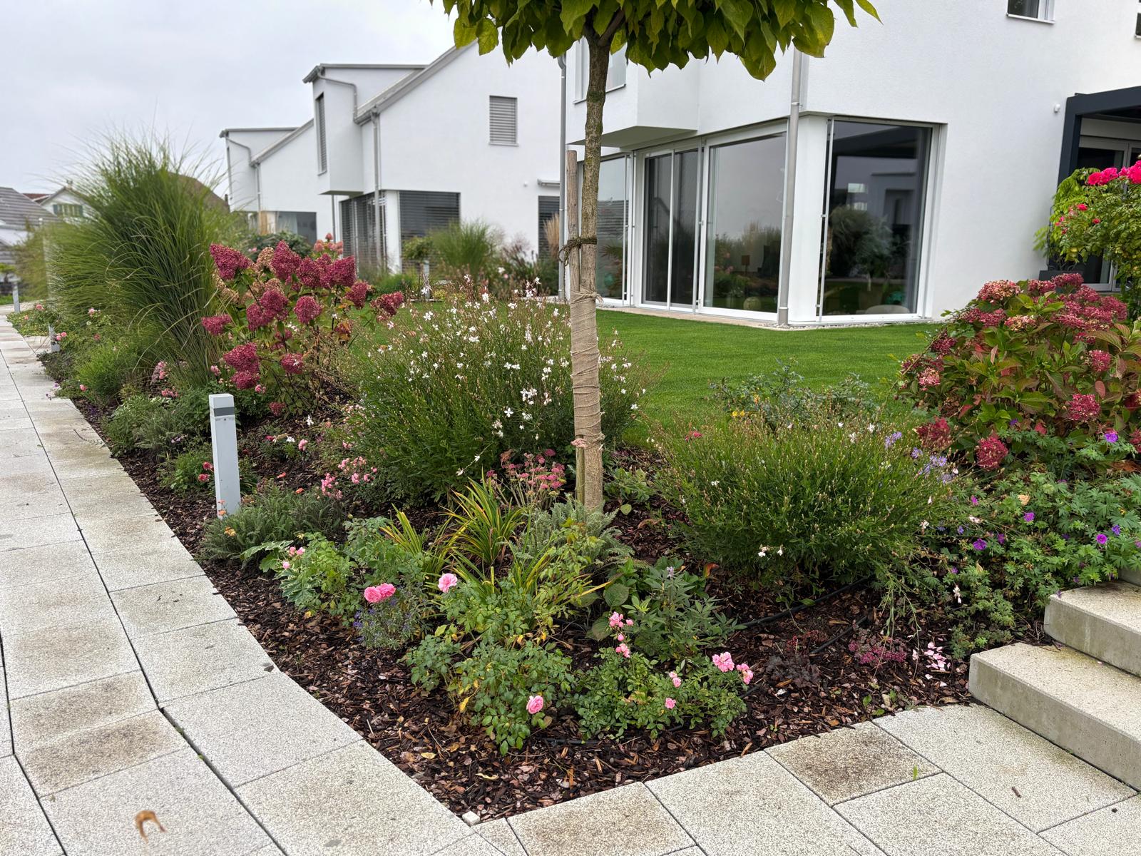 Blühendes Staudenbeet mit Rosen und Prachtspiere