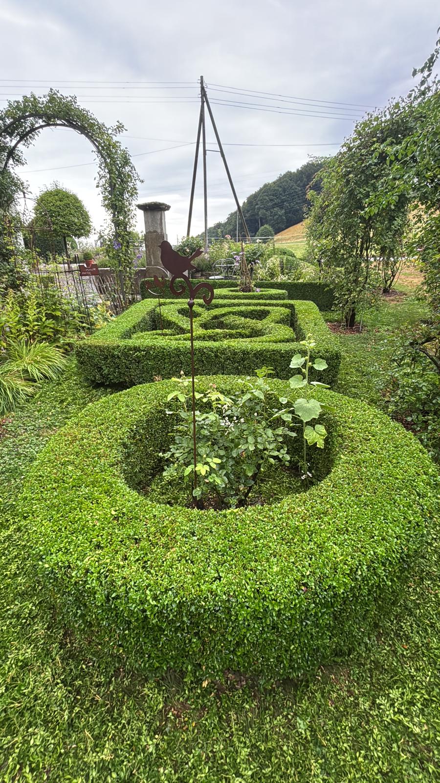 Buchsbaum-Knotengarten — Formschnitt von Lukas Wolfensberger