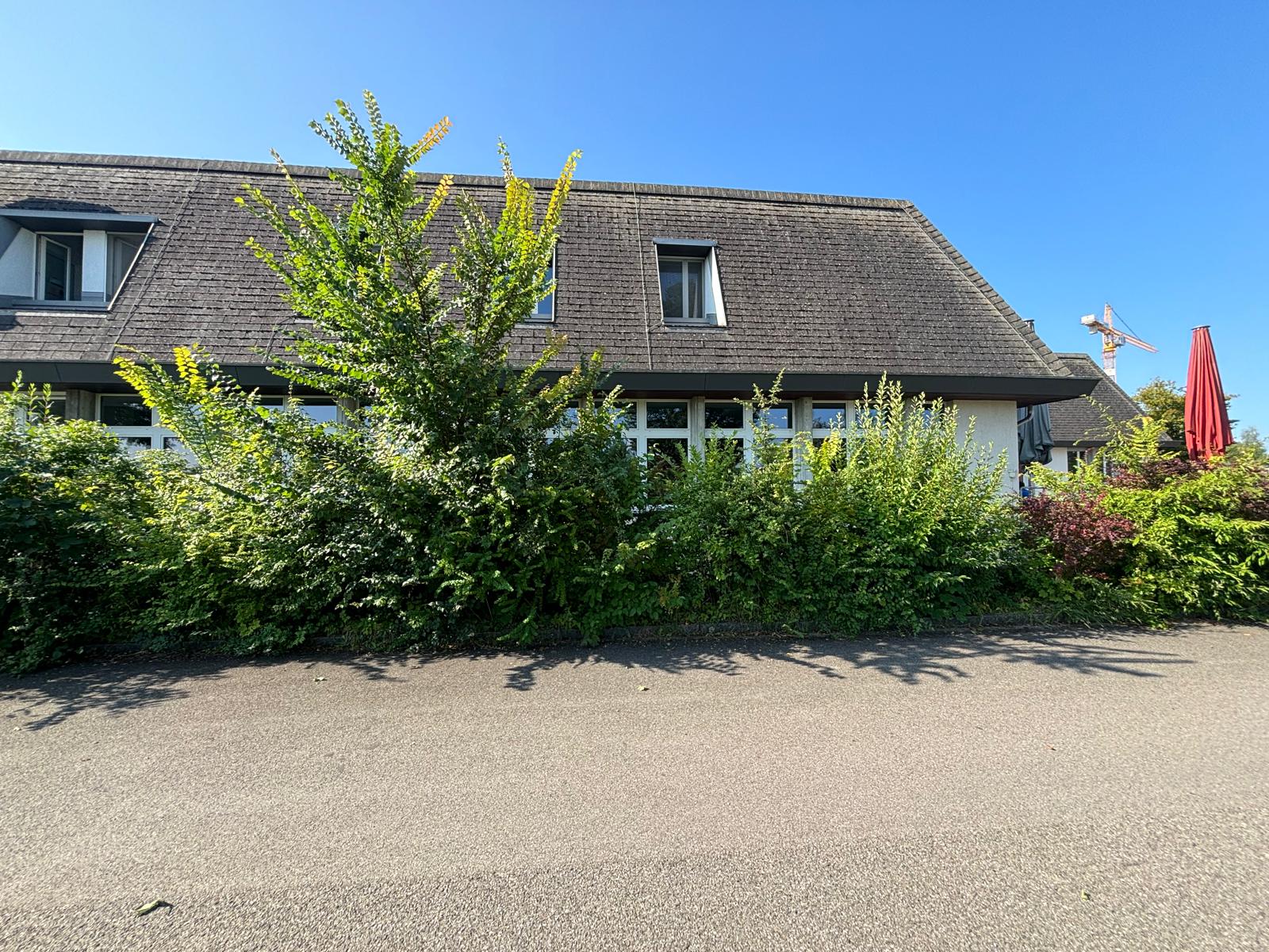 Wildwuchs vor Rückschnitt