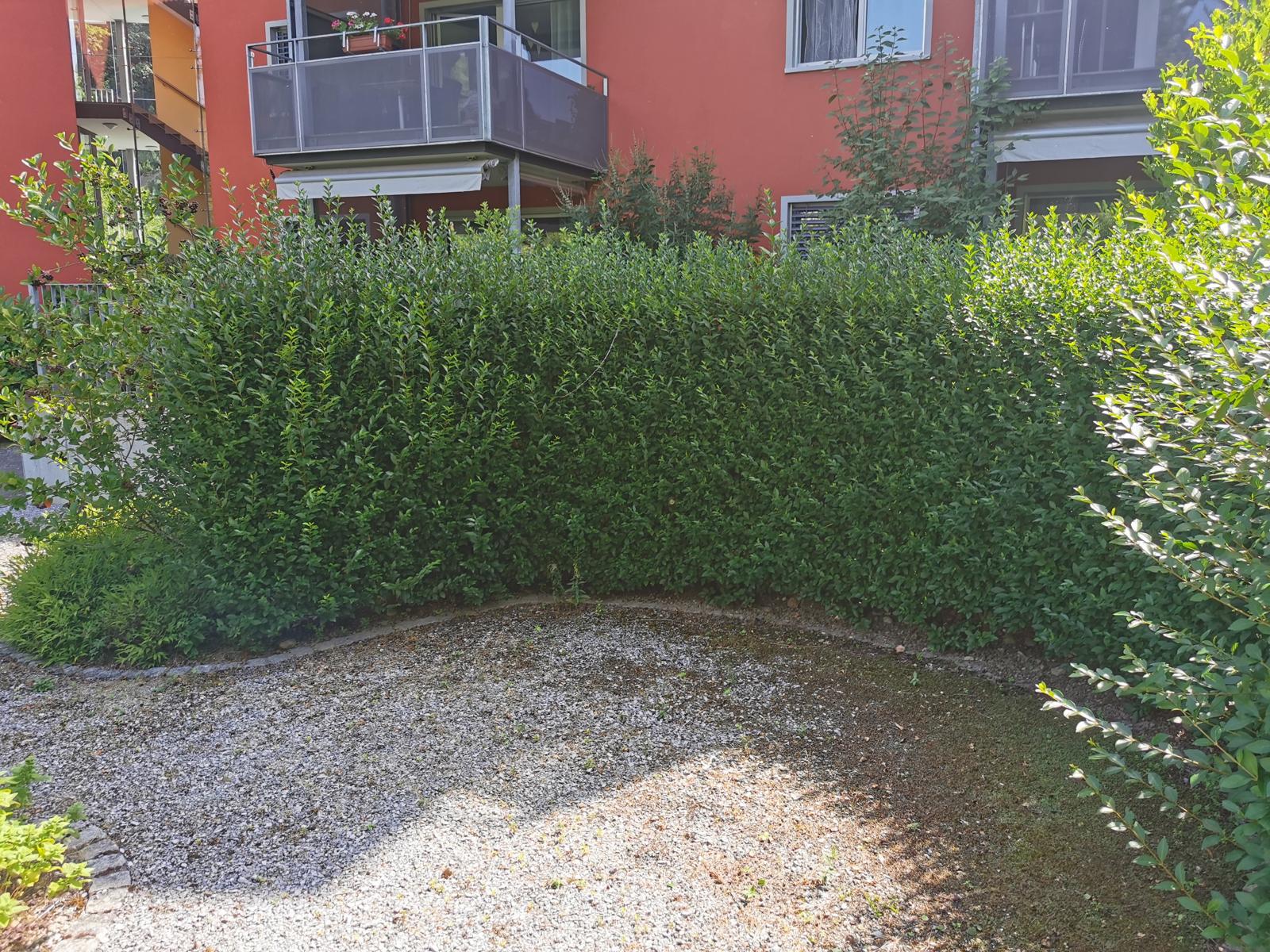Verwilderte Hecke vor Schnitt