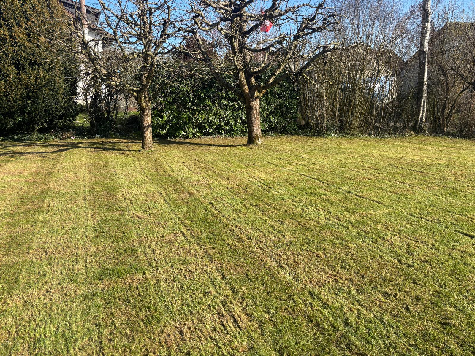 Sattgrüner Rasen nach Vertikutieren