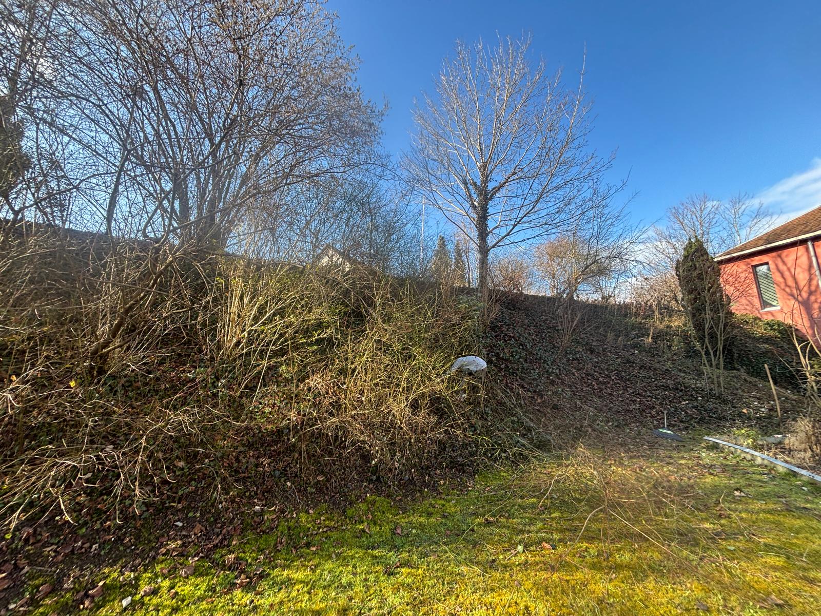 Verwilderte Böschung vor Rodung